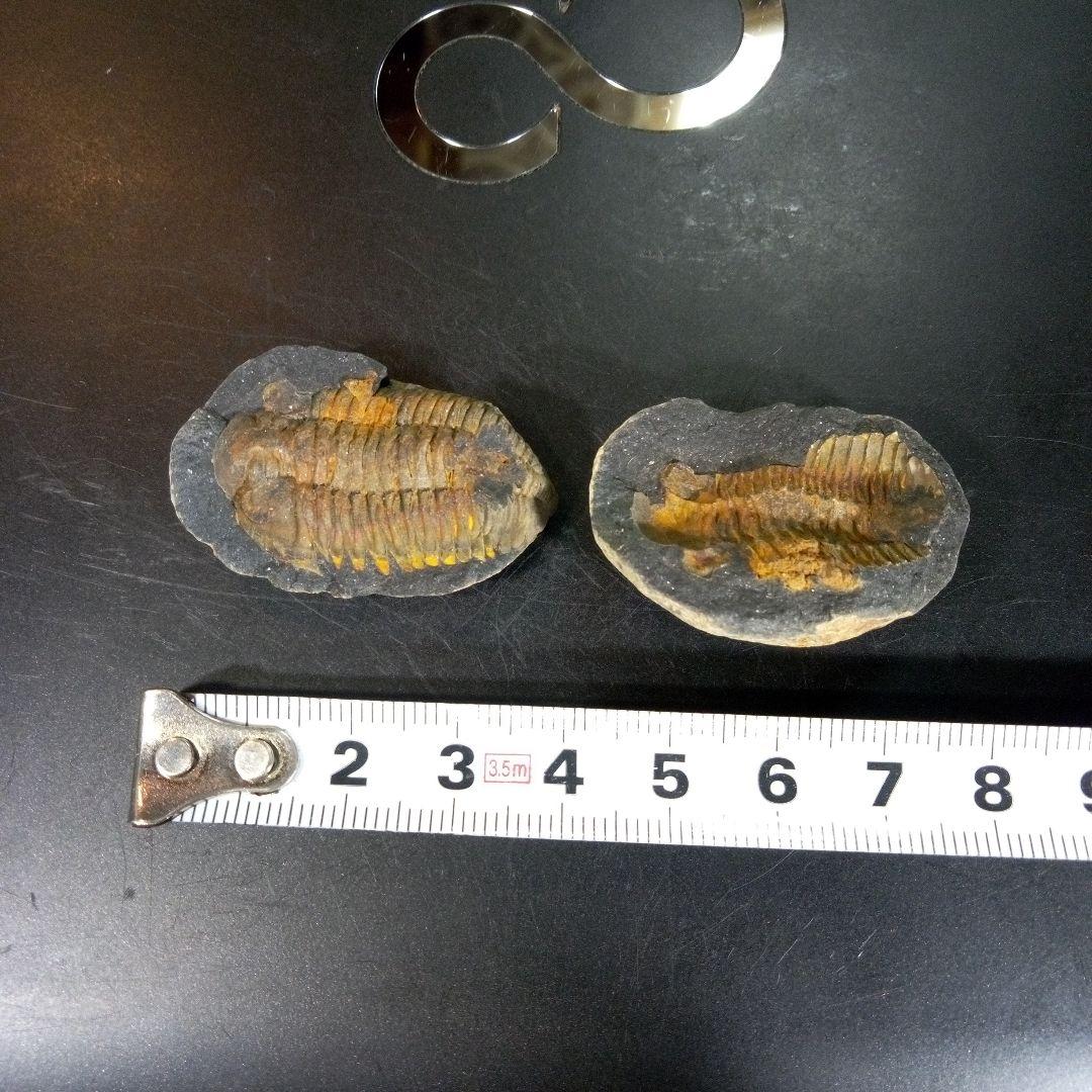 三葉虫　化石　fossil　ボリビア産　trilobite　ノジュール管理⑦