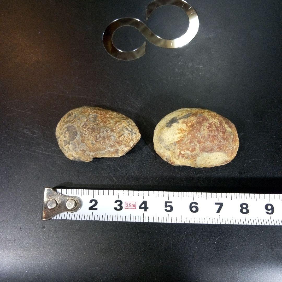 三葉虫　化石　fossil　ボリビア産　trilobite　ノジュール管理⑦