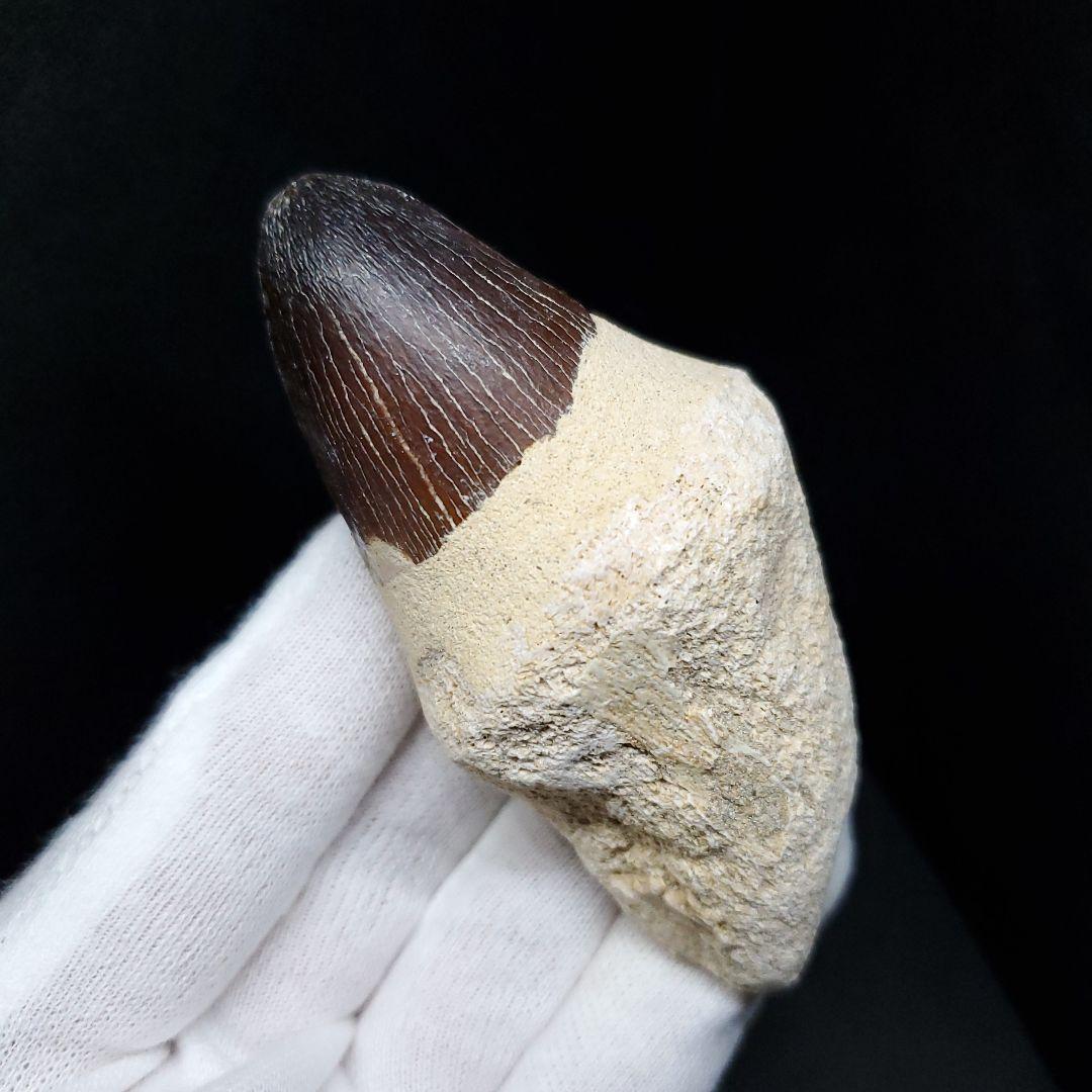 美品 歯根付き モササウルス 化石 歯 本物 モロッコ産 80mm  mos82