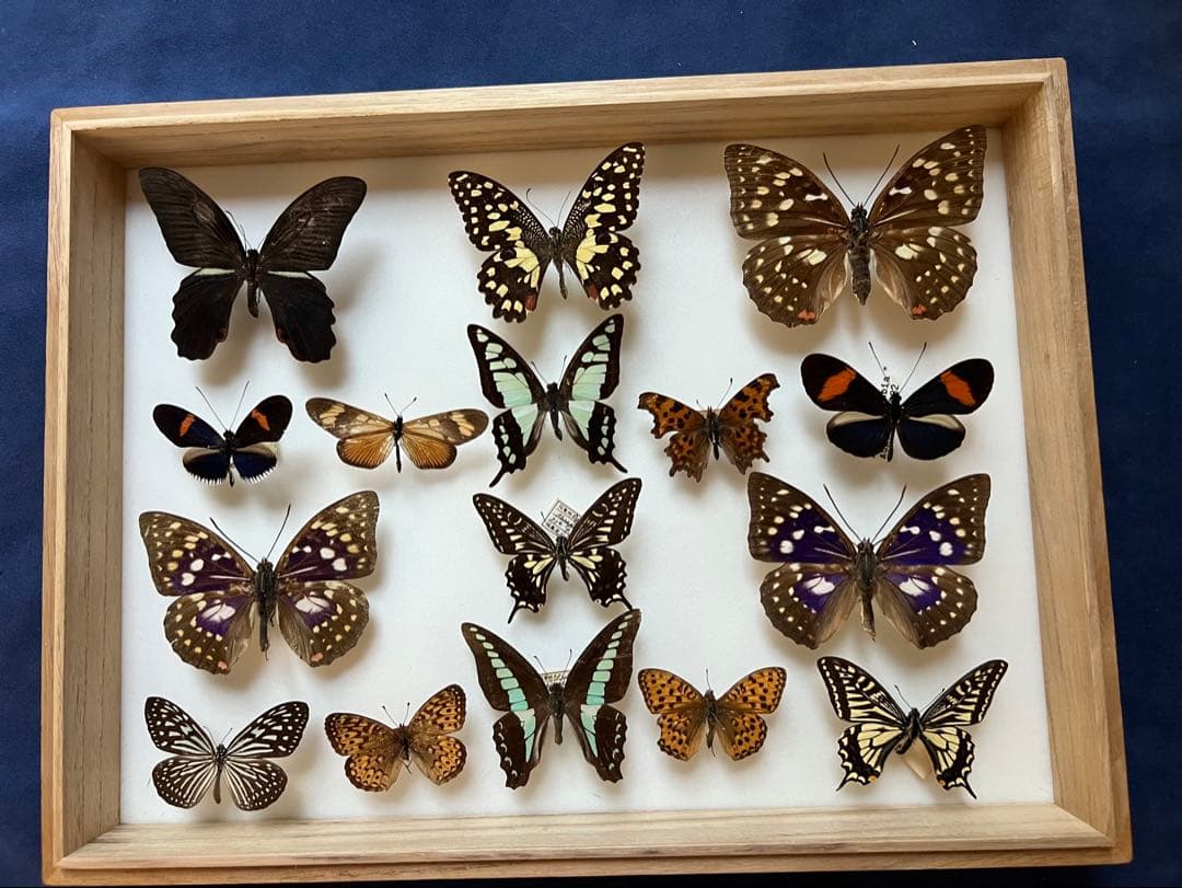 希少蝶の標本 ドイツ木製フレーム付き箱現状品のみ40x30x6cm