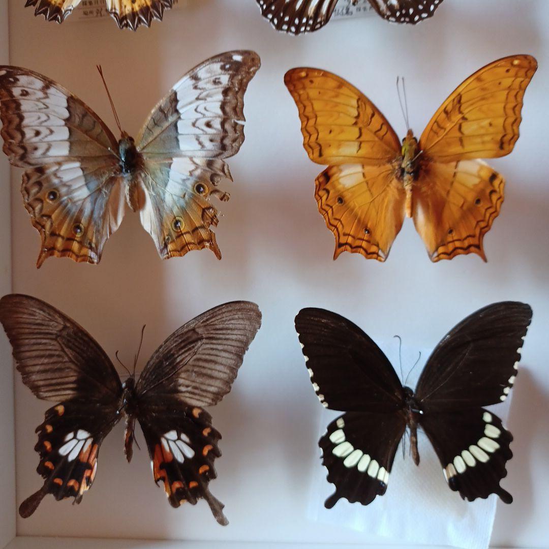 蝶標本　タイ　サムイ島産24頭 +ドイツ箱中型