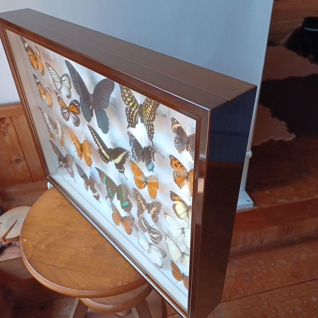 蝶標本　タイ　サムイ島産24頭 +ドイツ箱中型