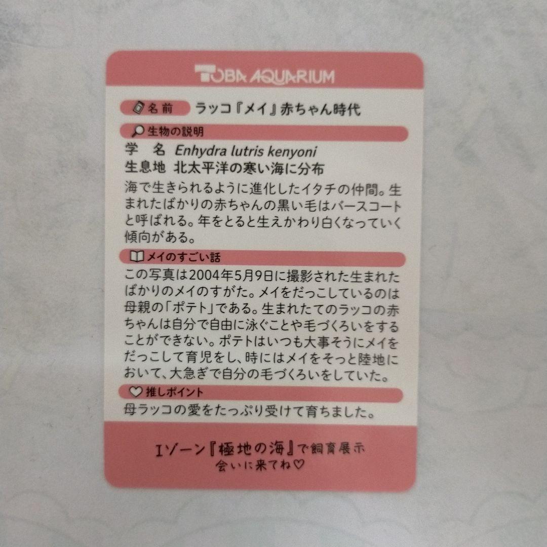 鳥羽水族館 コレクションカード レア レアカード ポテト メイ ラッコ 赤ちゃん