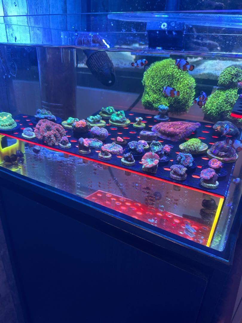 オーバーフロー水槽　フラグラックセット　サンゴ水槽