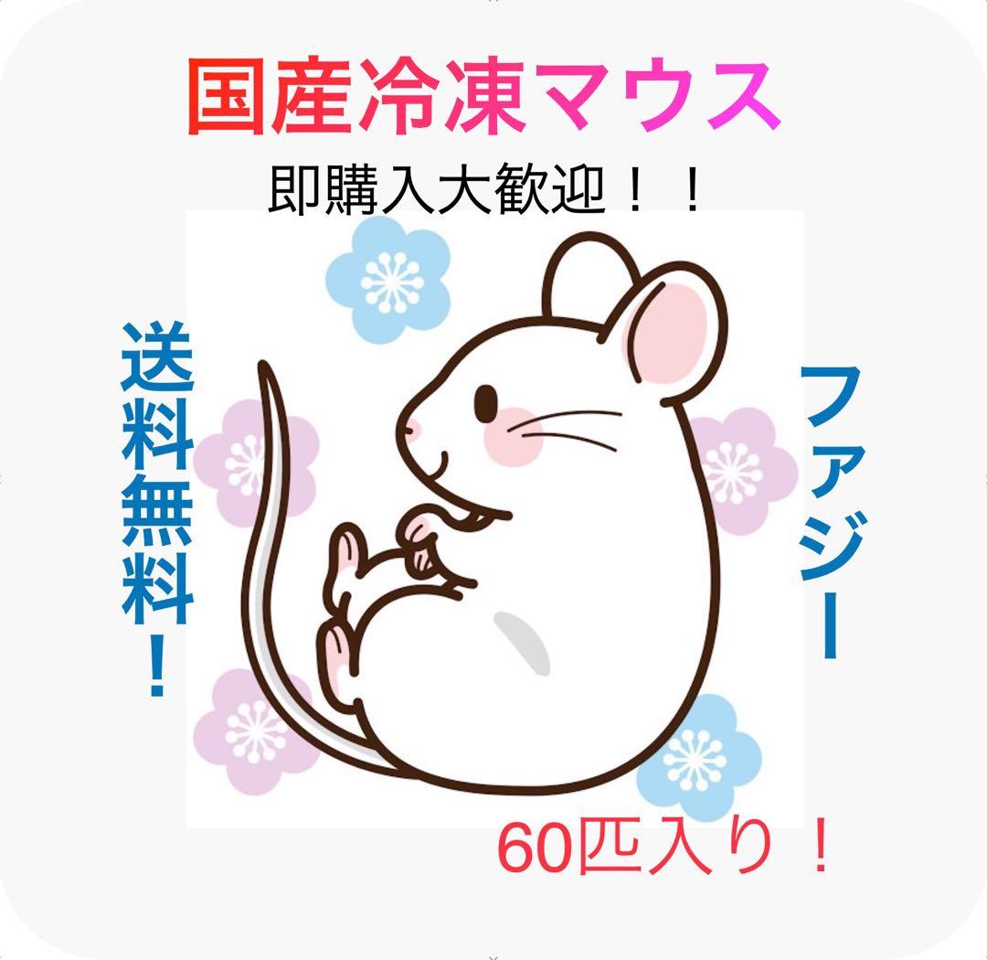 【即購入OK！】国産冷凍マウスファジー60匹入@地域限定