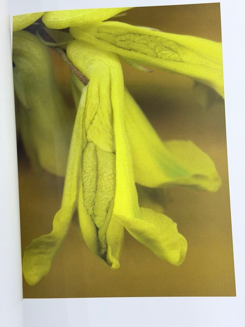 ヘルマン・フォスターリング『Flora Magica』(2006)