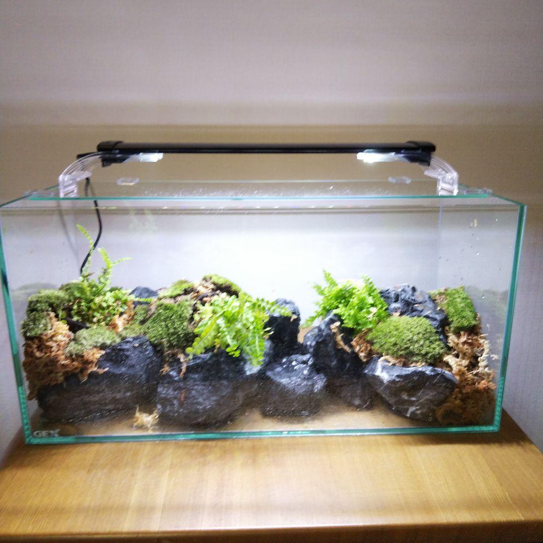 【受注生産】アクアテラリウム　イモリウム　苔テラリウム　テラリウム