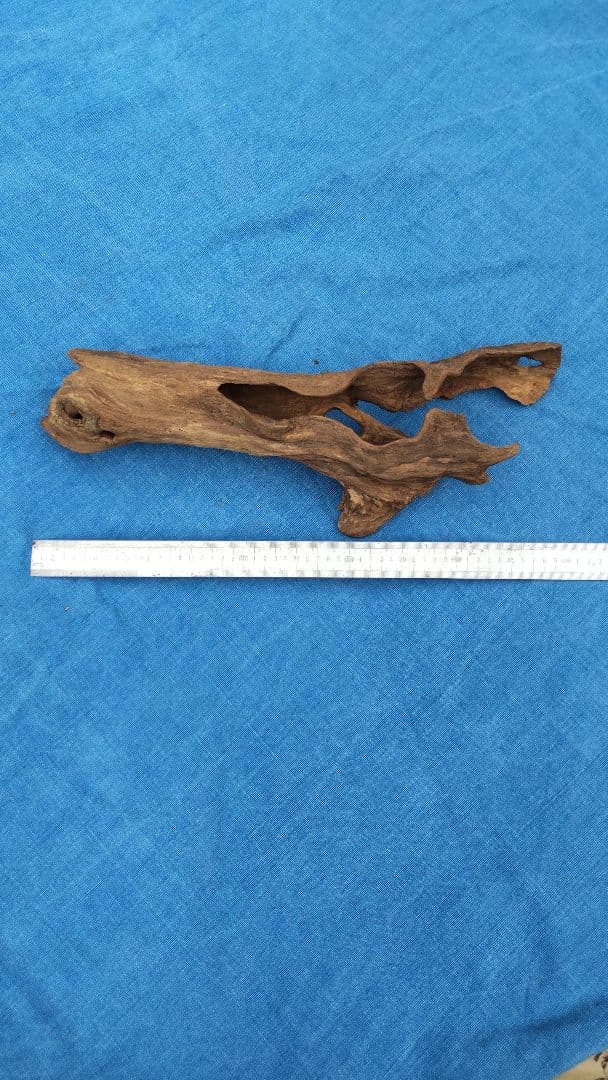 流木  淡水採取