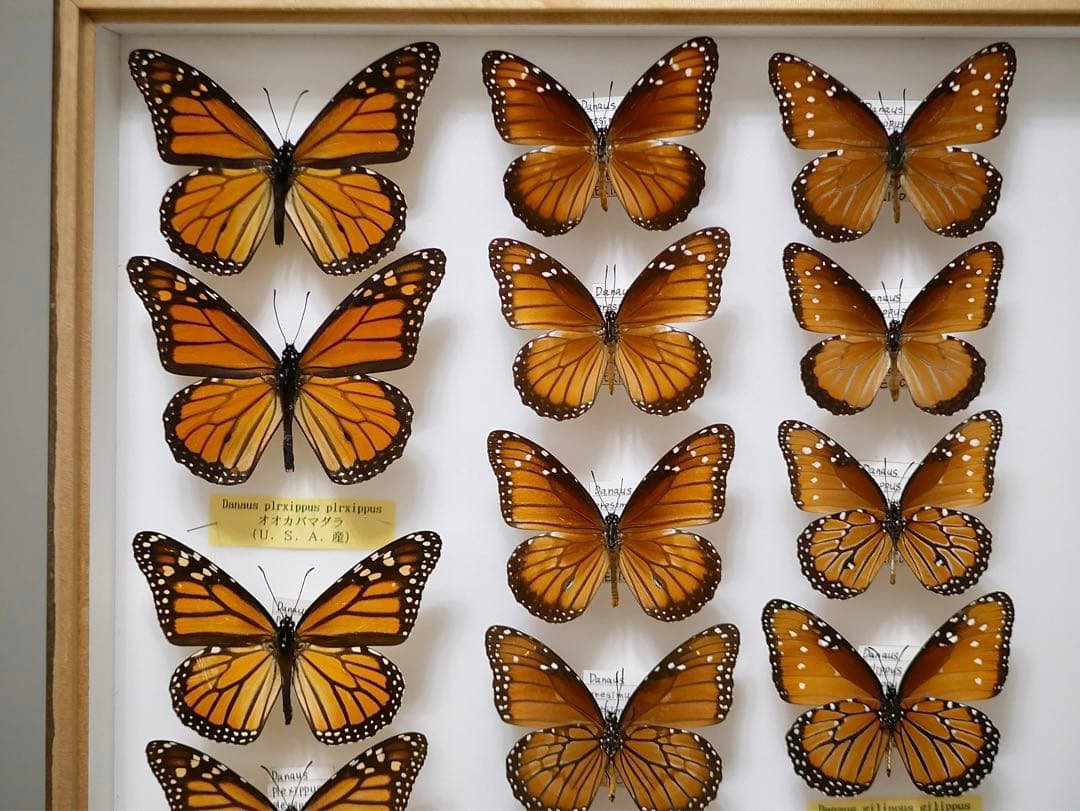 蝶標本 オオカバマダラ各種 リルマダラ亜属 産地別コレクション研究用大型ドイツ箱