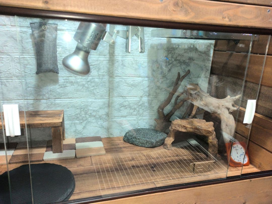 フトアゴヒゲトカゲ飼育フルセット