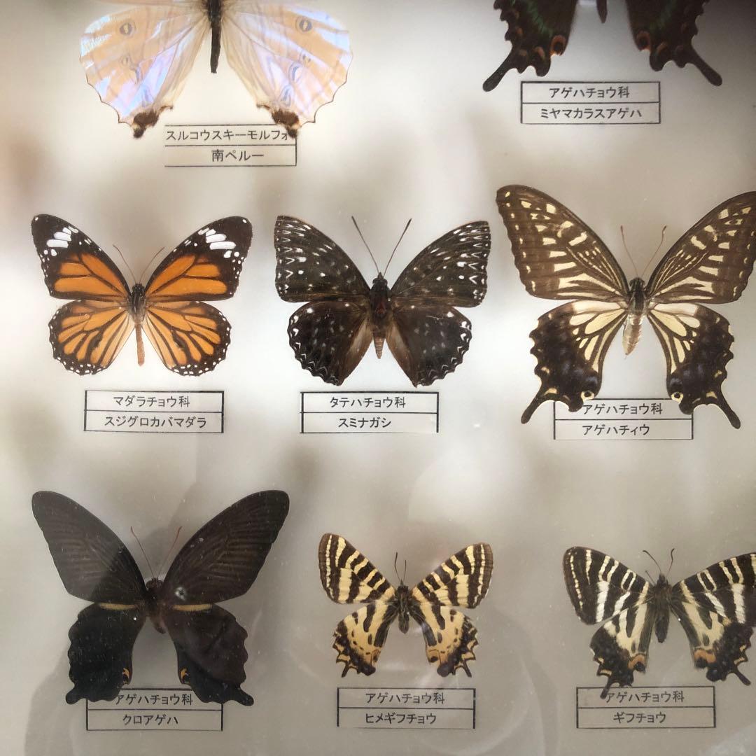 蝶の標本
