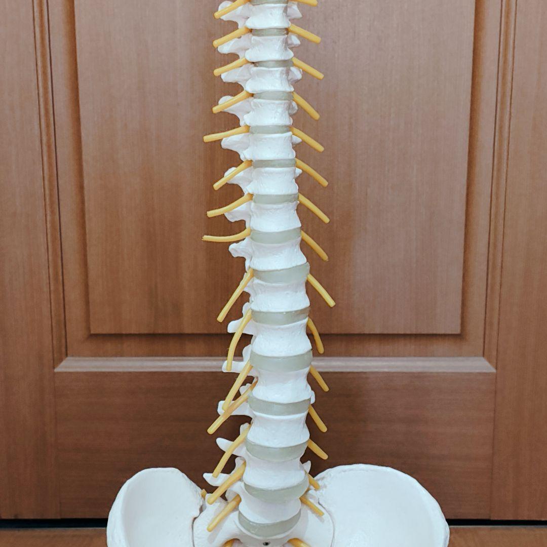 医学玄人 脊椎 骨盤 骨格模型 igakuro スタンド付き