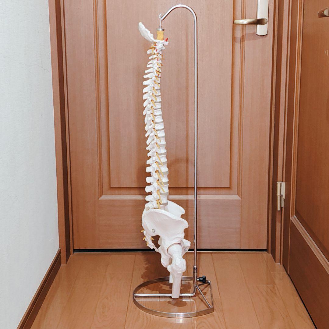 医学玄人 脊椎 骨盤 骨格模型 igakuro スタンド付き