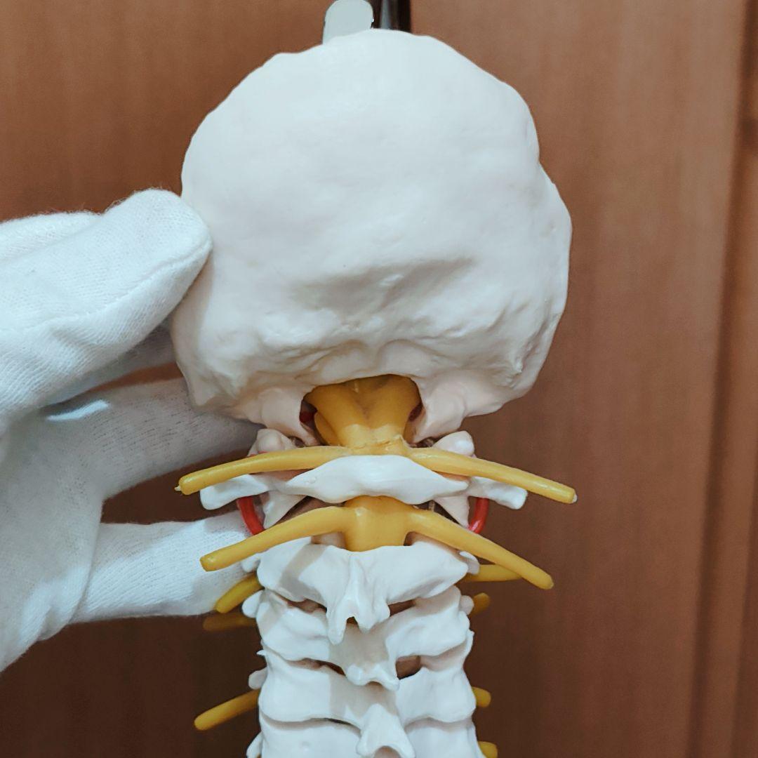 医学玄人 脊椎 骨盤 骨格模型 igakuro スタンド付き