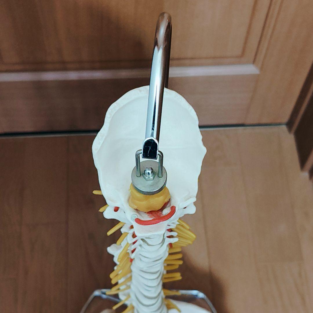 医学玄人 脊椎 骨盤 骨格模型 igakuro スタンド付き