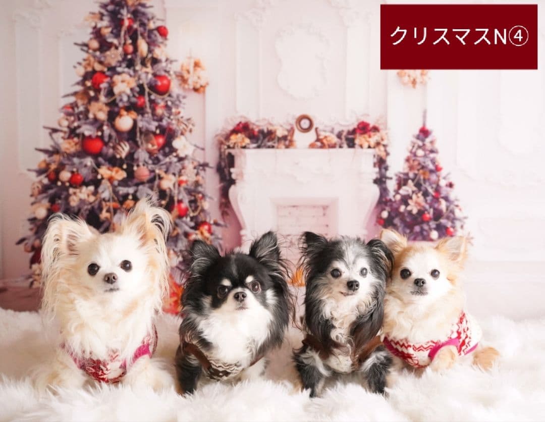 背景布　【　秋A　】　サンプル