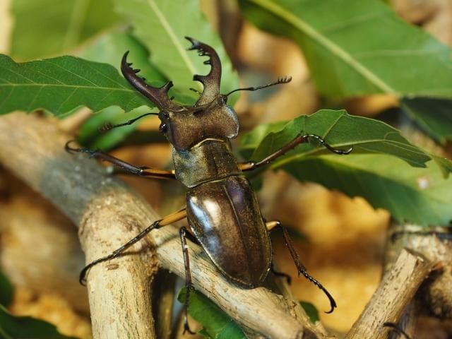 新品HIDライトトラップ　強力約55～100W　紫外線強化バルブ　灯火採集