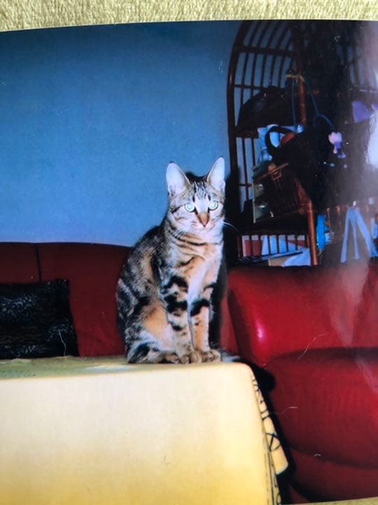 猫主さま専用ページ