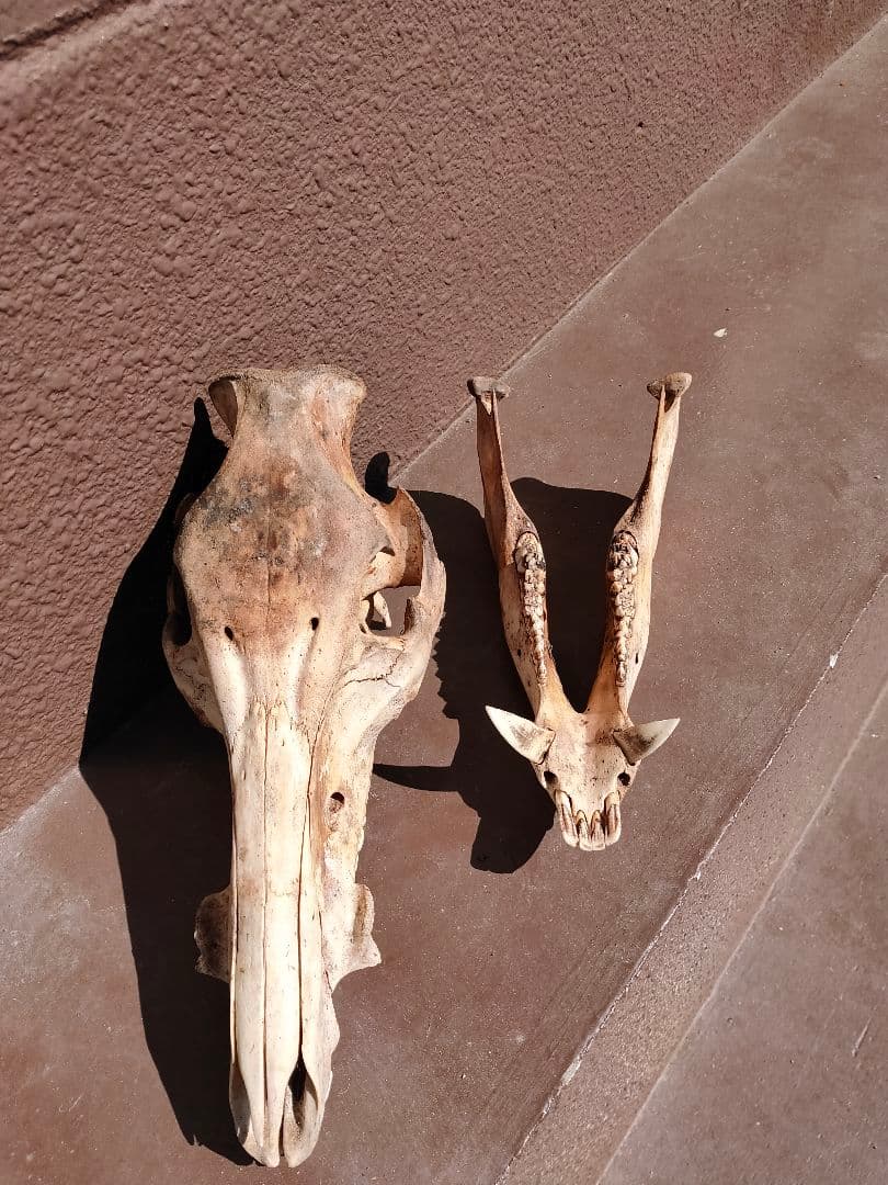 【値下げ中！】イノシシの頭骨【牙付き】