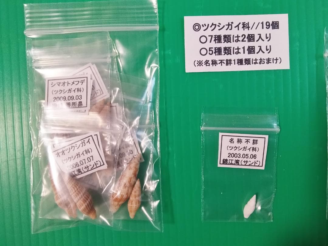 【ケーキ】クダマキガイ科・カメガイ科・ツクシガイ科全１２４個