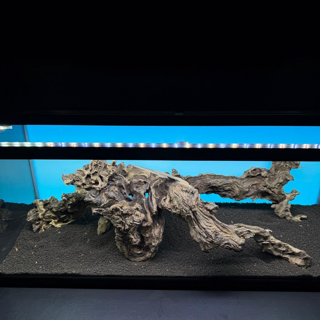 MJW-6812 「特大」ジンジャーウッド　90cm水槽用　天然流木3本セット