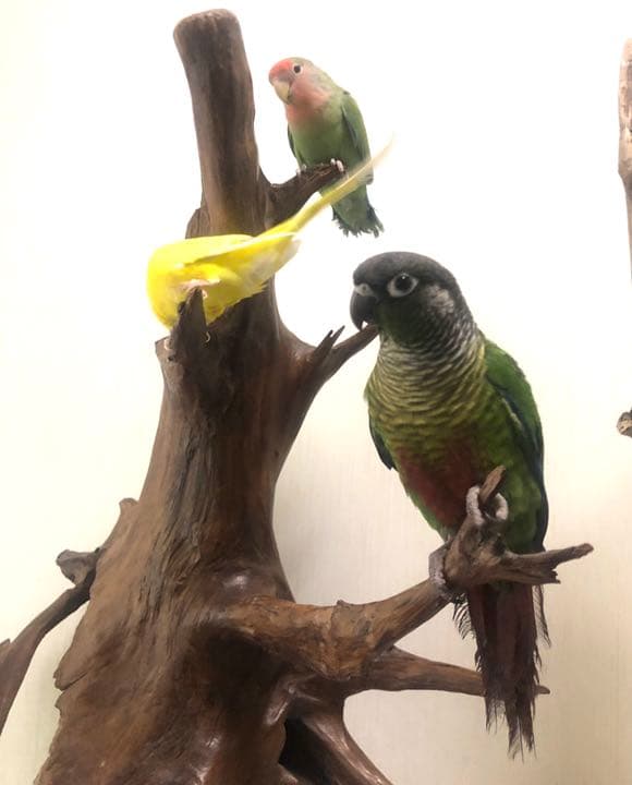 【No11】　置き物　小鳥用品　とまり木　バードアスレチック　オブジェ