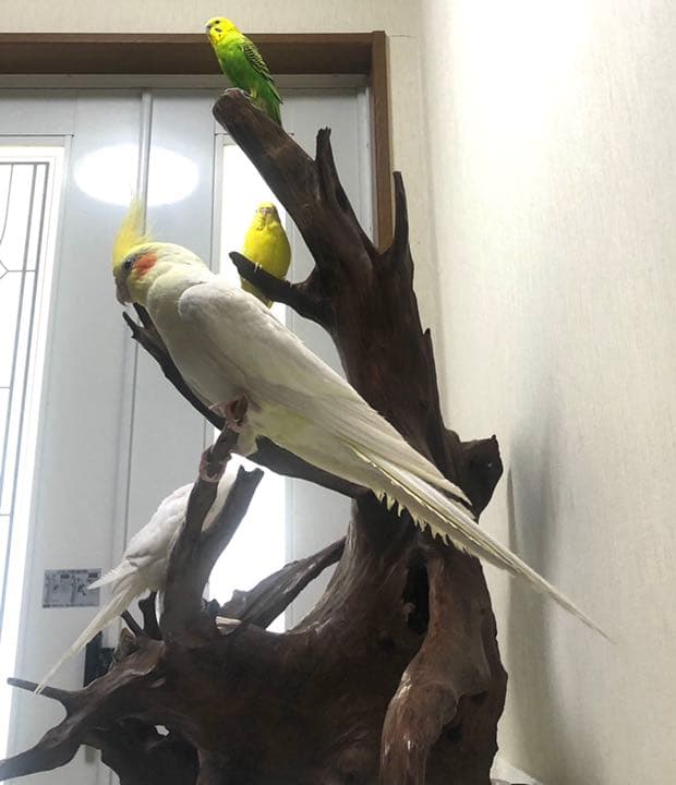 【No11】　置き物　小鳥用品　とまり木　バードアスレチック　オブジェ