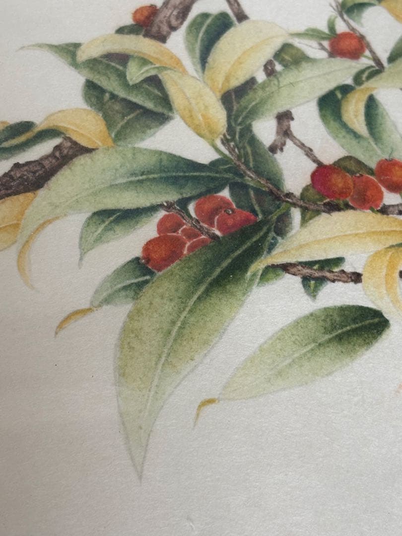 須加五々道　花鳥画「ホトトギス」　日本画