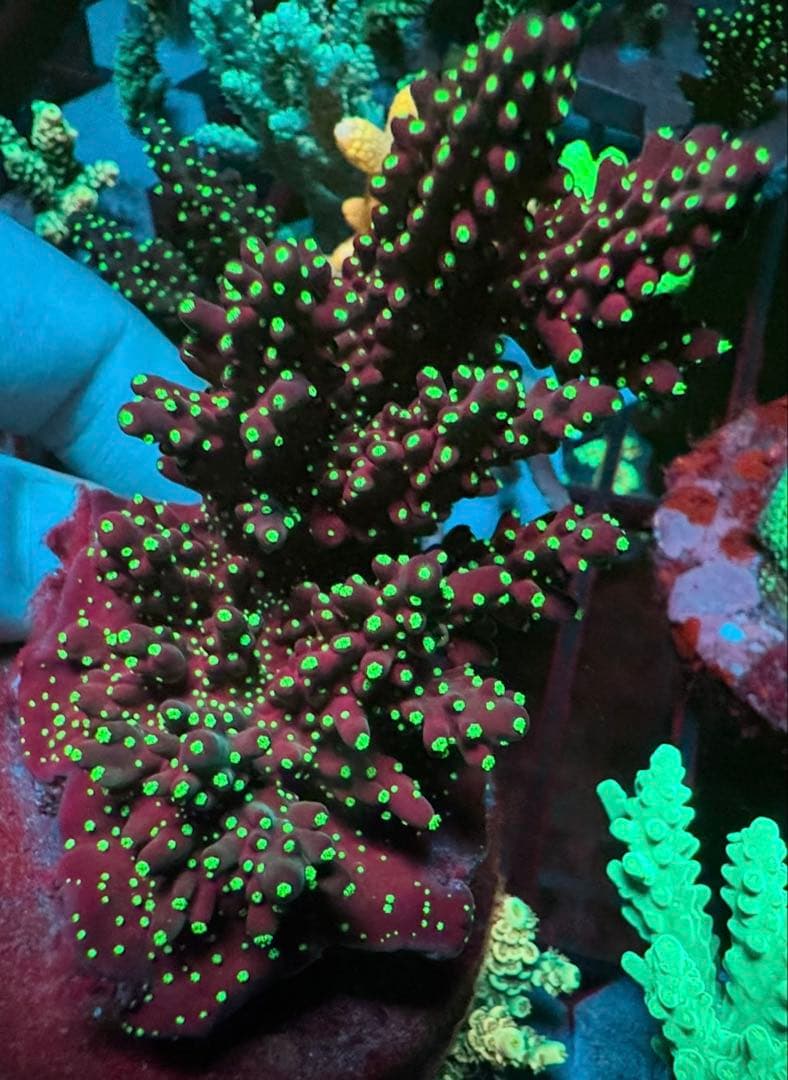 SPS 7種類 サンゴ