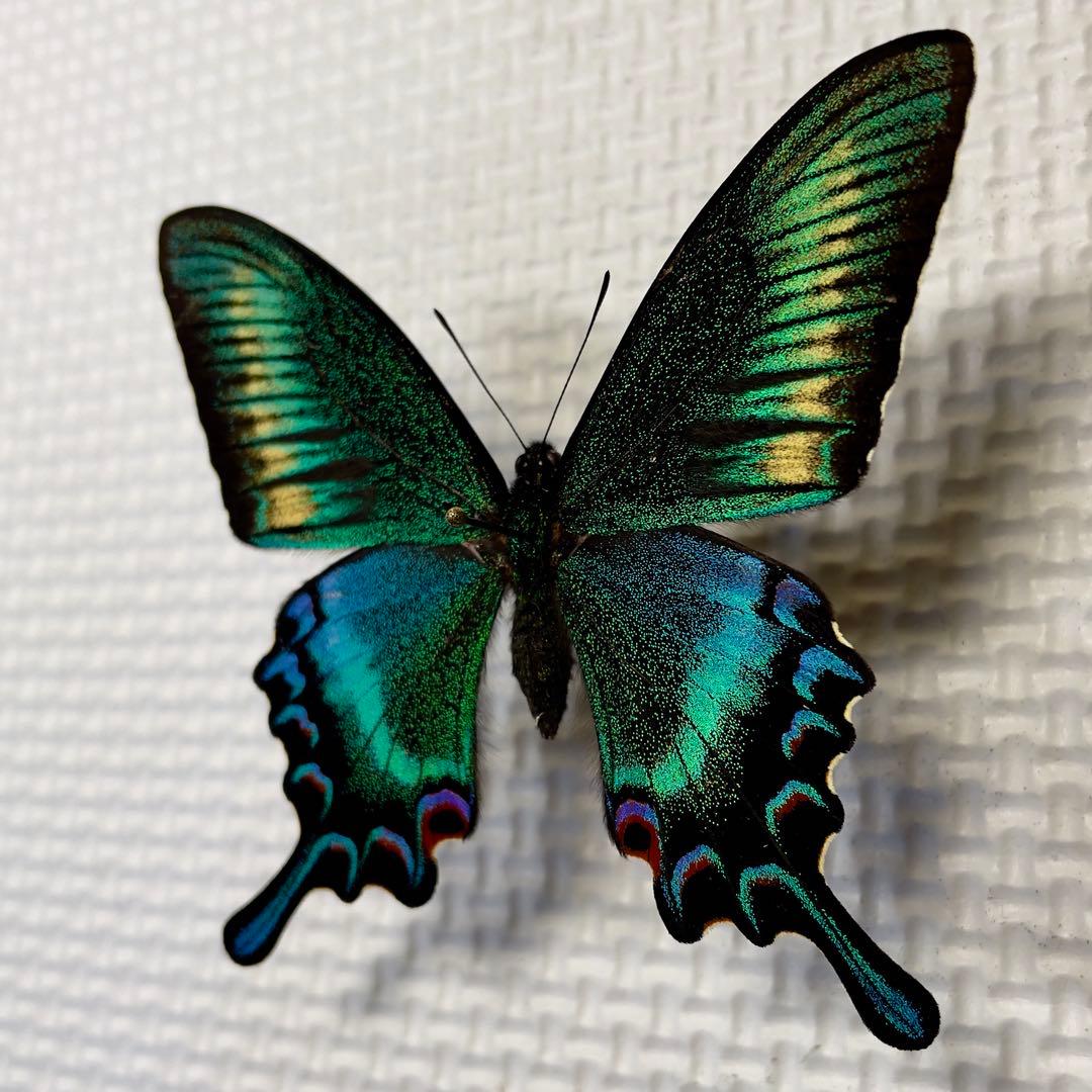 蝶標本　北海道産　極美麗ミヤマカラスアゲハ春型♂ 飼育品　完品　⭐️マイコレに‼️