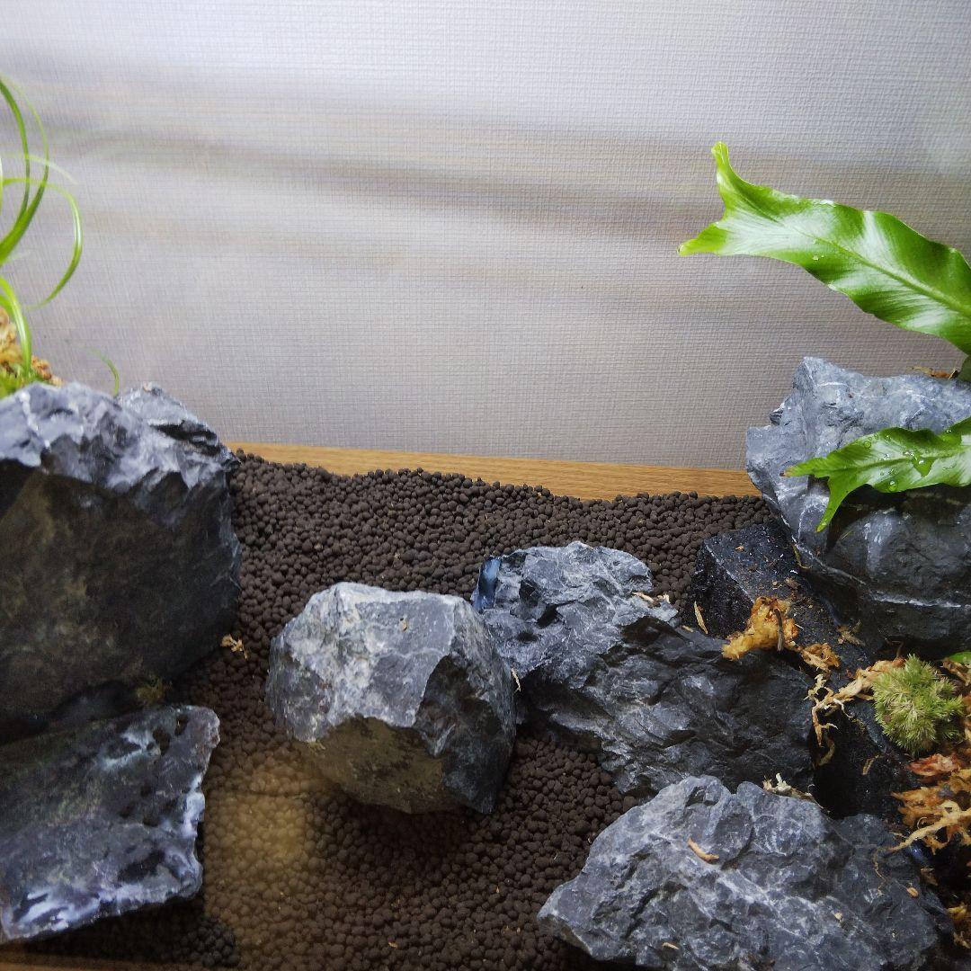 【受注生産】アクアテラリウム　イモリウム　苔　水槽　苔テラリウム