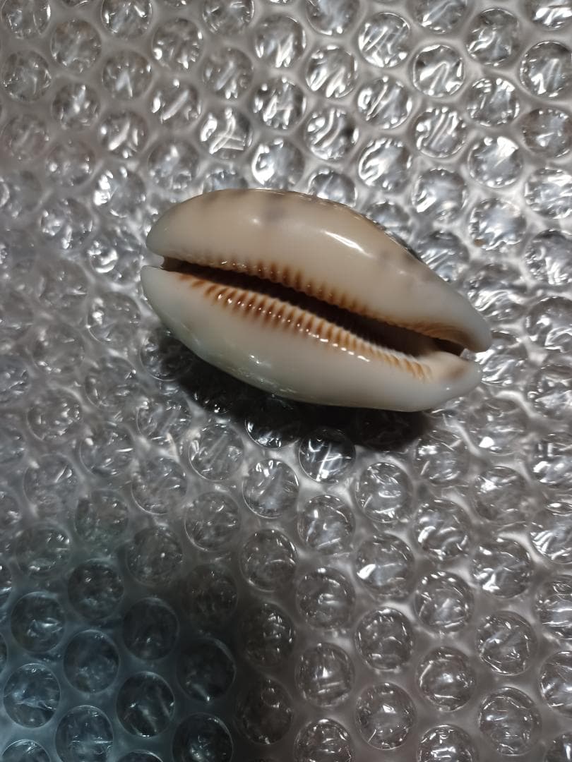 タカラガイ、貝殻、カネツケダカラ