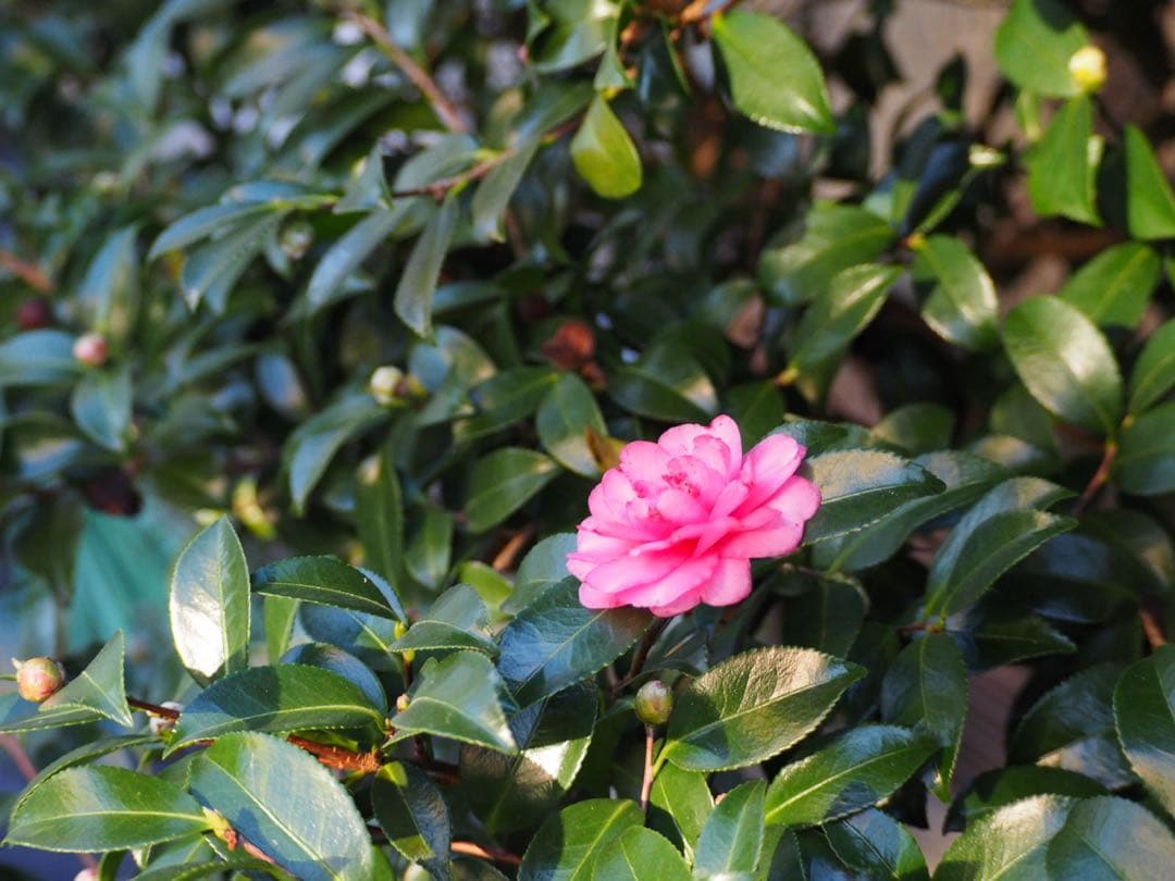 ✨美品✨OLYMPUS M.ZUIKO ED 40-150mm F4-5.6