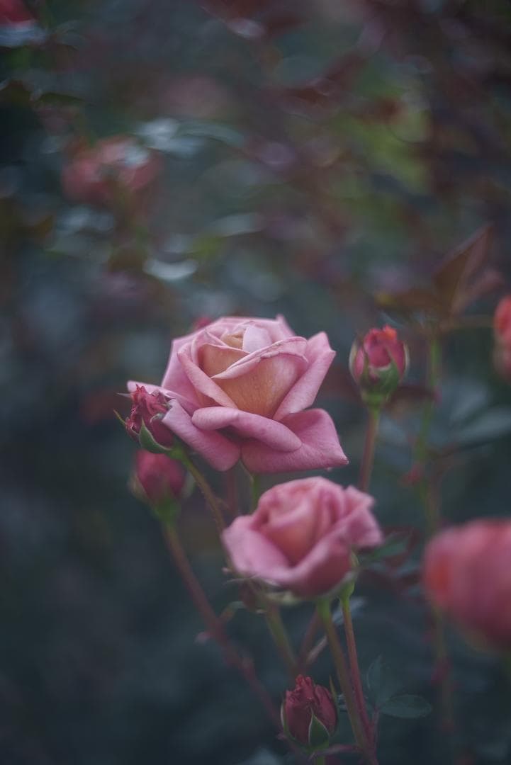 訳ありSALE！虹の出るライカの癖玉！Leica Summar 50mm F2