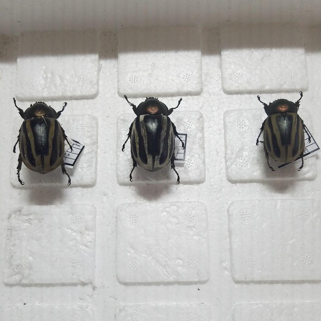 コレクションシリーズセスジタカネミナミ-3