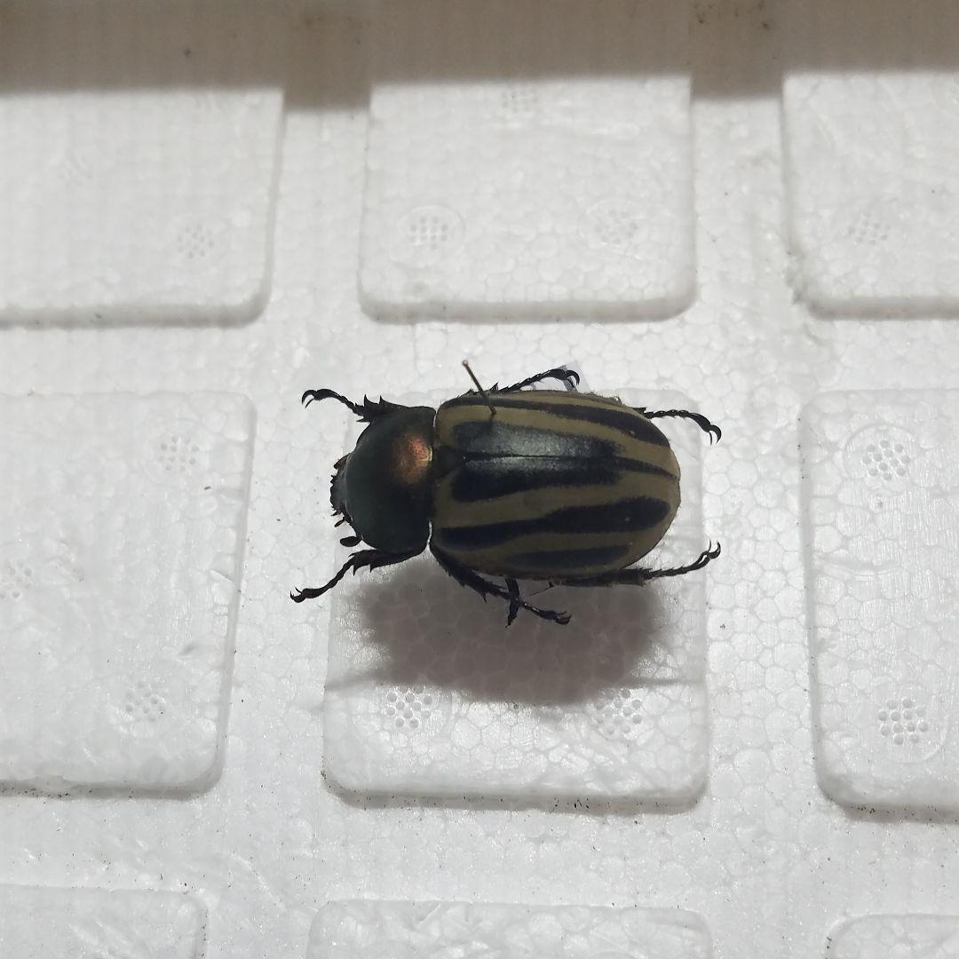 コレクションシリーズセスジタカネミナミ-3