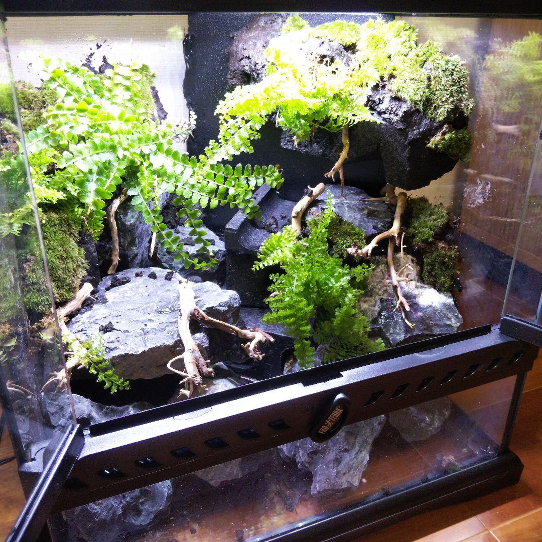 【受注生産】グラステラリウム3030　イモリウム　苔テラリウム
