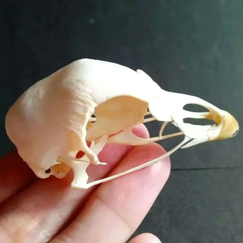 鳥類　骨格　頭骨　標本　ニワトリ　スカル　美麗