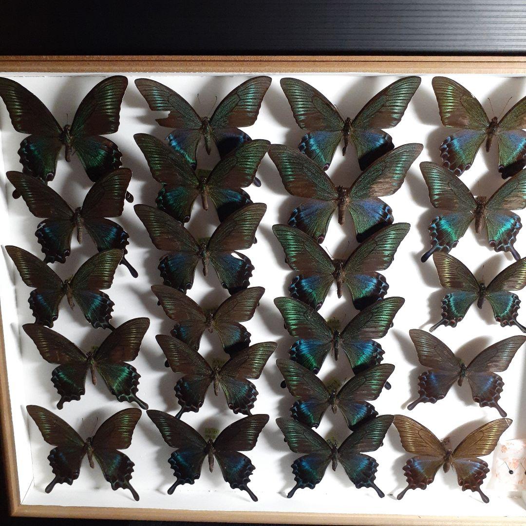 蝶標本　ミヤマカラスアゲハ(春型夏型　♂️♀53頭)大型ドイツ標本箱二箱入り