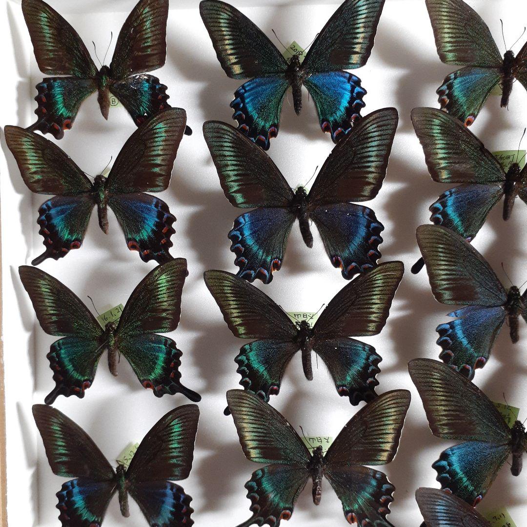 蝶標本　ミヤマカラスアゲハ(春型夏型　♂️♀53頭)大型ドイツ標本箱二箱入り