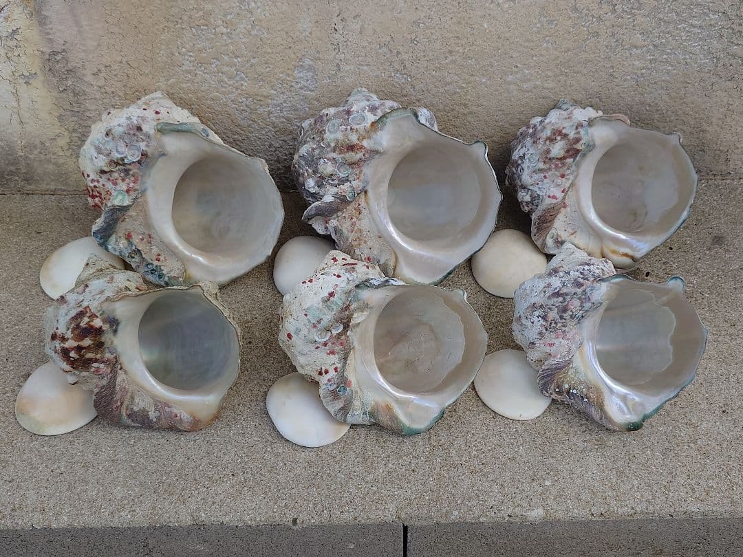 ☆貝☆貝殻☆標本☆　夜光貝×14個　+オマケ 9個