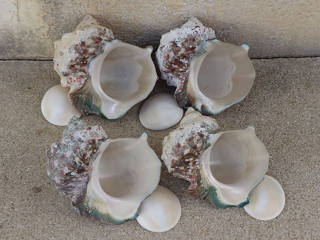 ☆貝☆貝殻☆標本☆　夜光貝×14個　+オマケ 9個