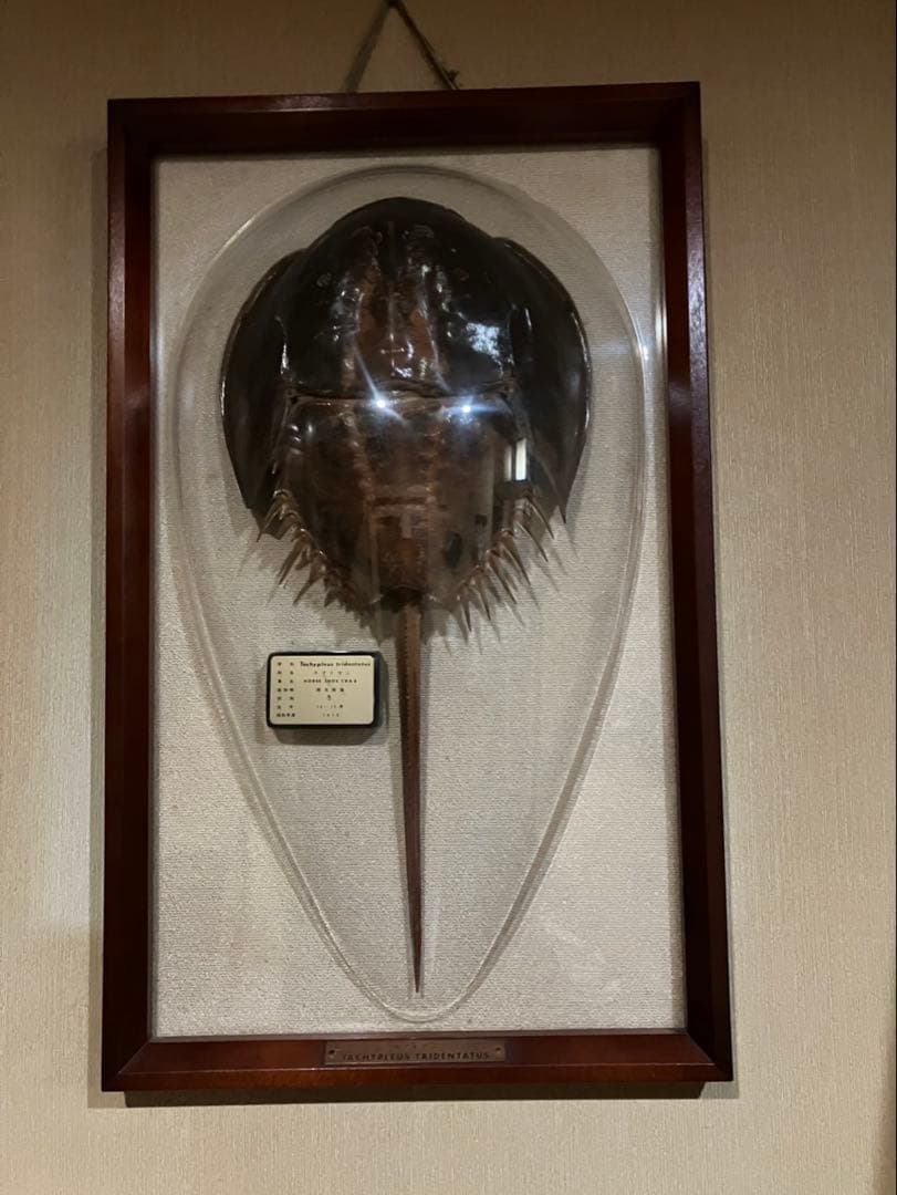 カブトガニ標本 Tachypleus tridentatus