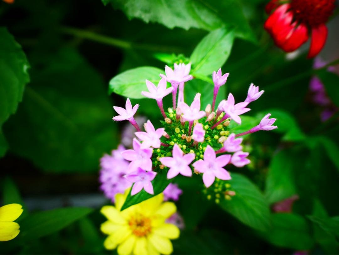 [ほぼ新品]LEICA DG SUMMILUX 15mm/F1.7