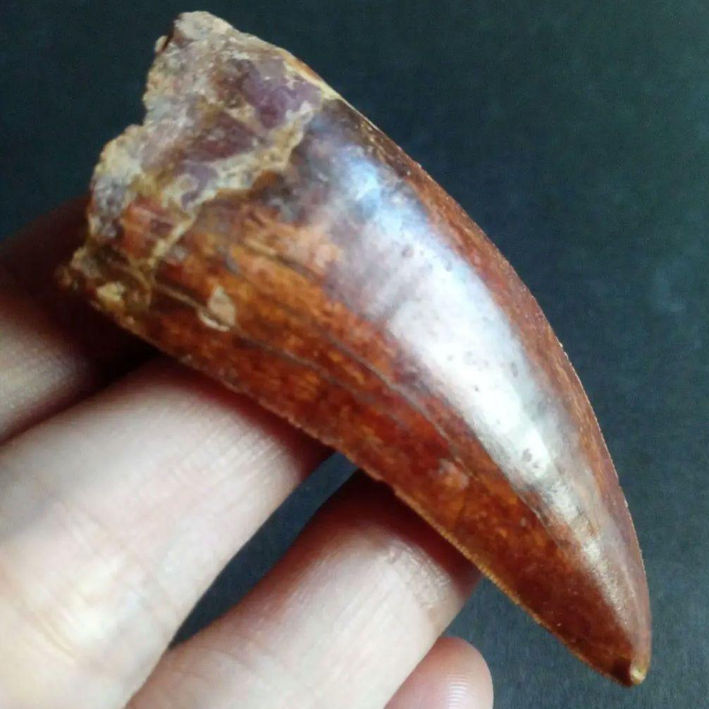 アロサウルス上科　カルカロドントサウルス　特大　歯化石　美麗標本