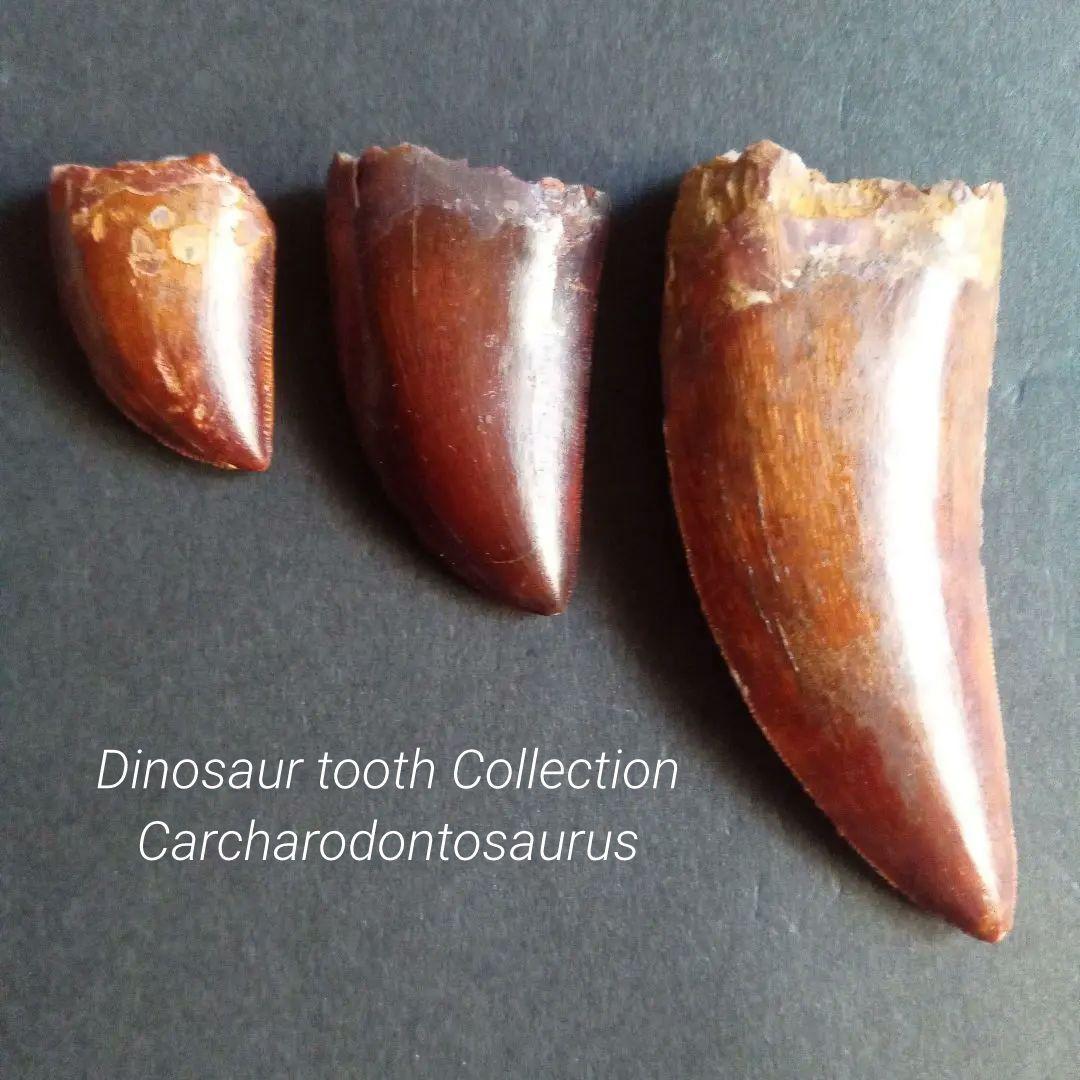 アロサウルス上科　カルカロドントサウルス　特大　歯化石　美麗標本