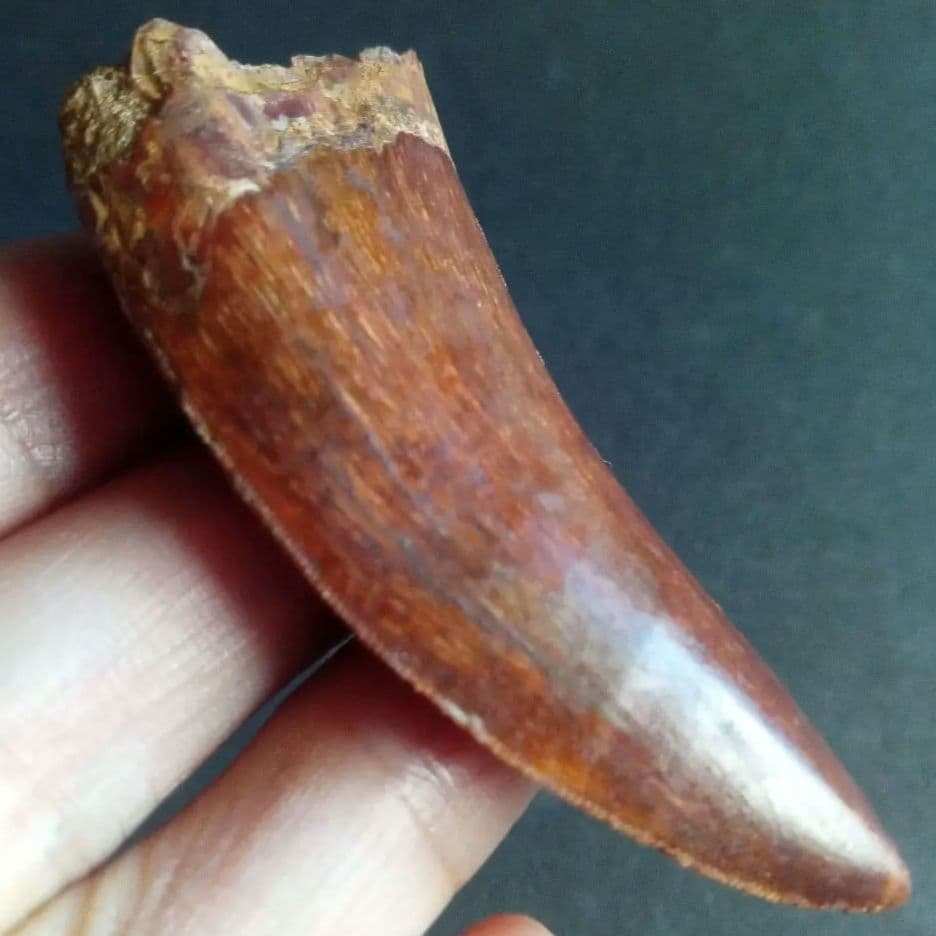 アロサウルス上科　カルカロドントサウルス　特大　歯化石　美麗標本