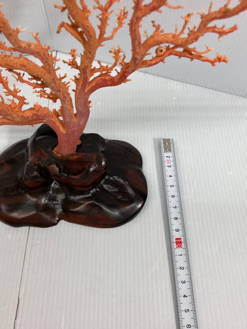 【血赤珊瑚原木】希少！＊血珊瑚＊天然 原木 サンゴ オブジェ 手渡し推奨