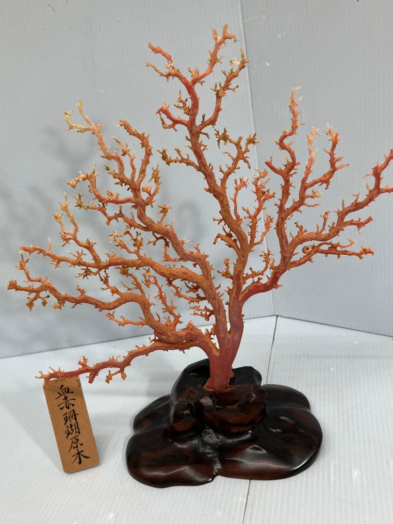 【血赤珊瑚原木】希少！＊血珊瑚＊天然 原木 サンゴ オブジェ 手渡し推奨