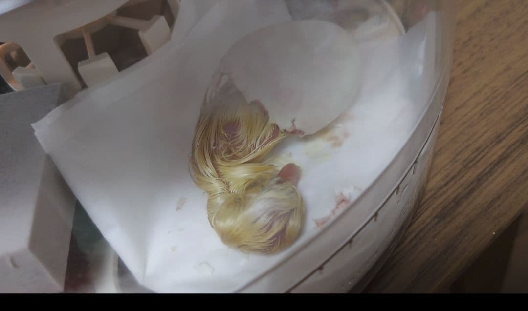 孵化器 PRO PLUS 10 転卵＆湿度自動